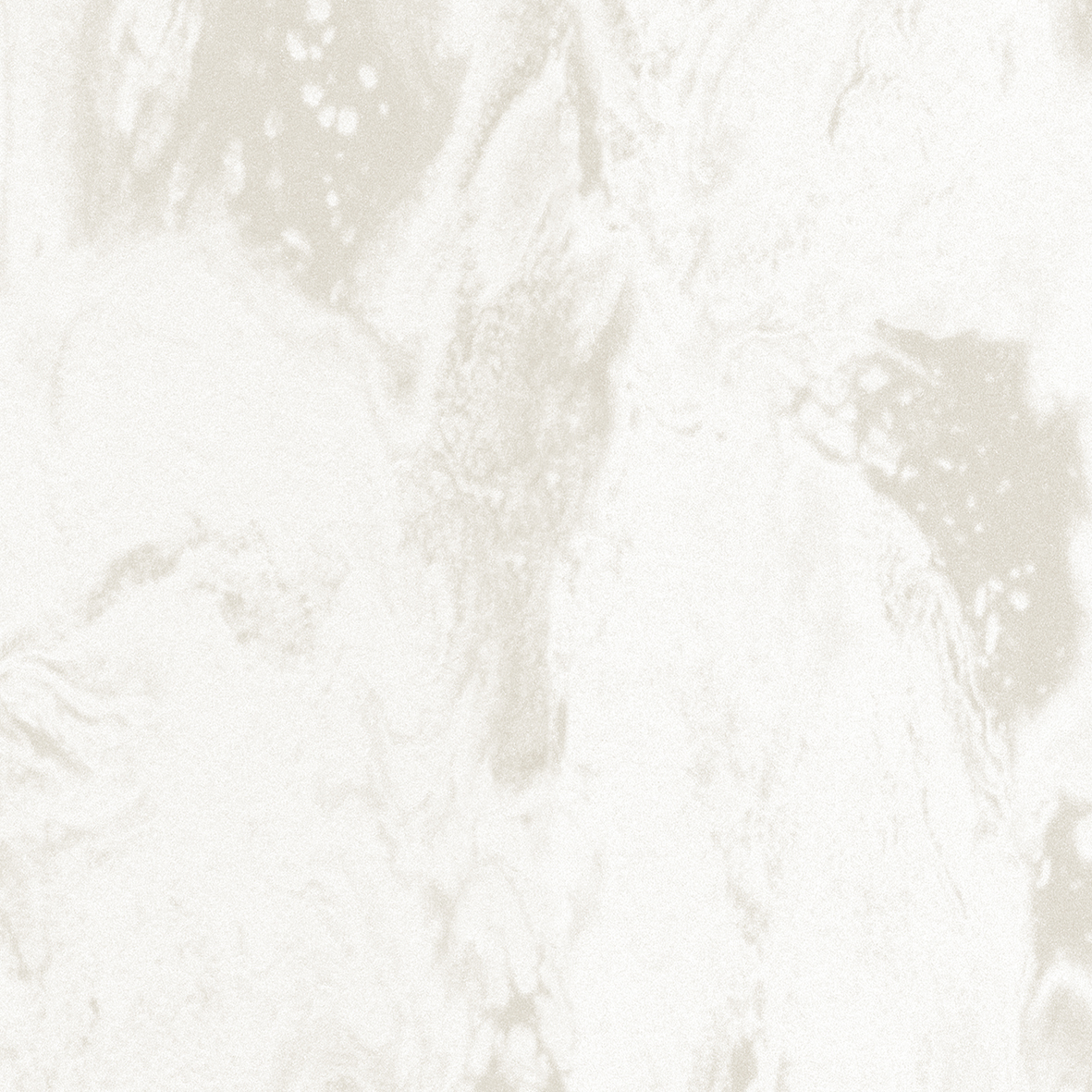 珠光魅影 珠光魅影